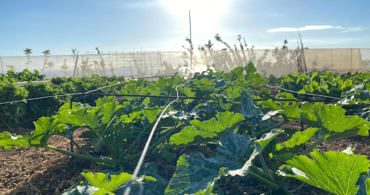 Finca Gaia La Segunda Guía de Isora Dış mekan fotoğraf