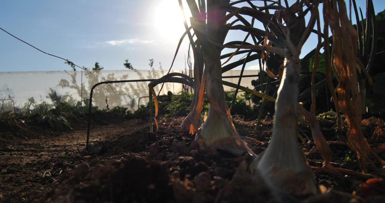 Finca Gaia La Segunda Guía de Isora Dış mekan fotoğraf