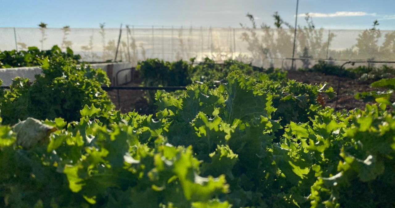 Finca Gaia La Segunda Guía de Isora Dış mekan fotoğraf