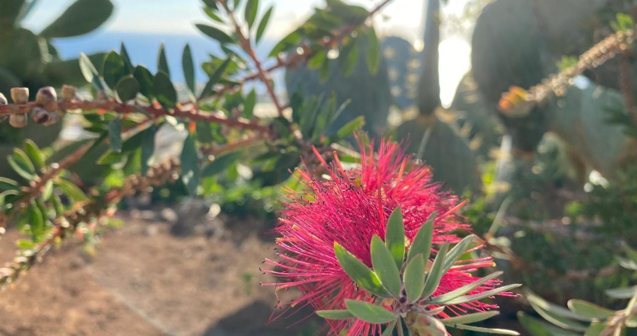 Finca Gaia La Segunda Guía de Isora Dış mekan fotoğraf