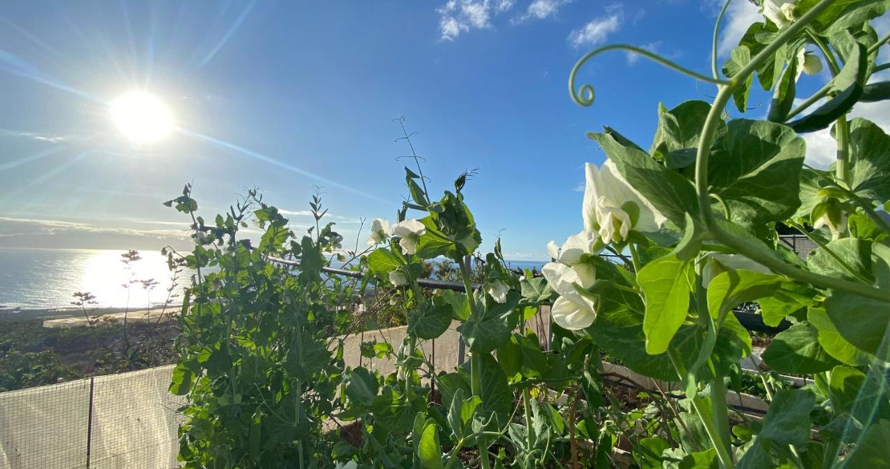 Finca Gaia La Segunda Guía de Isora Dış mekan fotoğraf