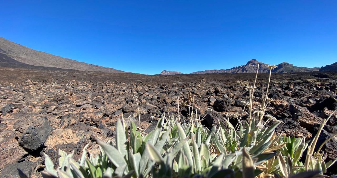 Finca Gaia La Segunda Guía de Isora Dış mekan fotoğraf