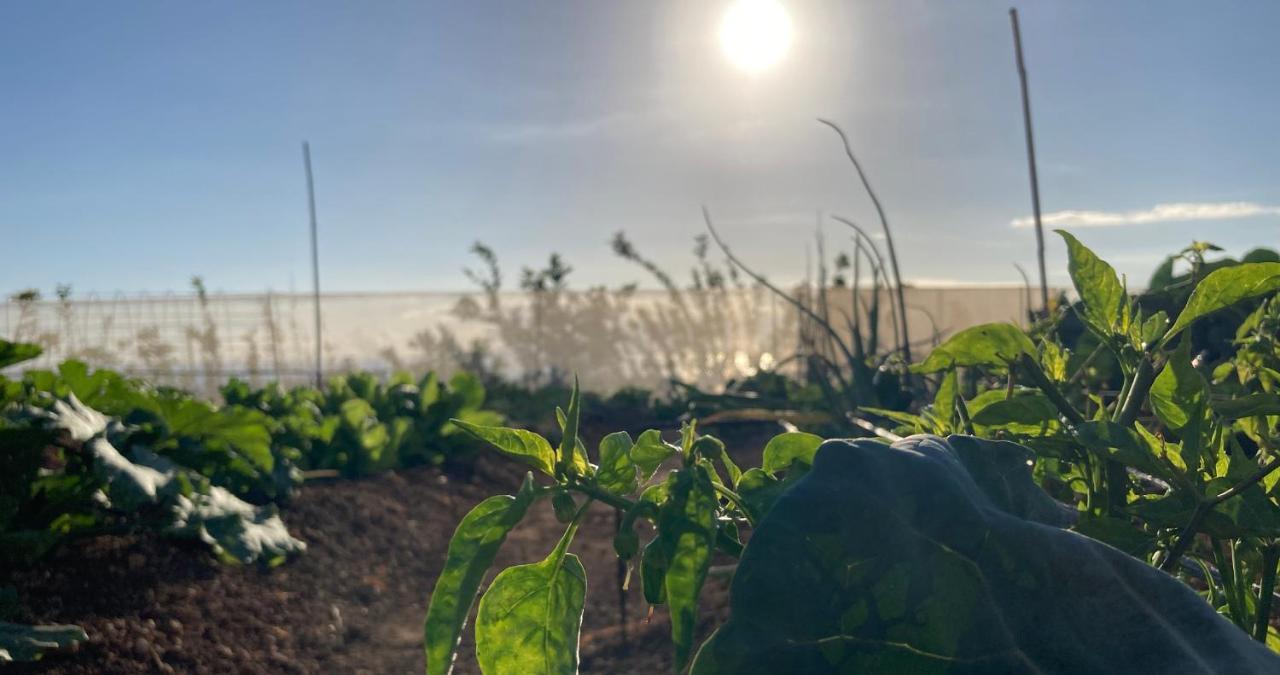 Finca Gaia La Segunda Guía de Isora Dış mekan fotoğraf